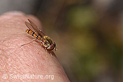 Hainschwebfliege (Episyrphus balteatus) (F314335)