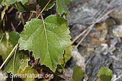 Moor-Birke (Betula pubescens) (09.2025, F314362)