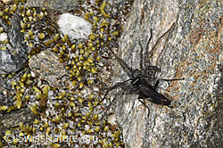 Anoplius nigerrimus (Wegwespe) und Pardosa saturatior (Wolfspinne) (F314407)