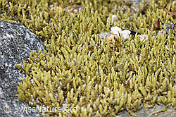 Graues Zackenmützenmoos (Racomitrium canescens aggr.) (F314426)