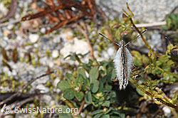 Hauhechelbläuling (Polyommatus icarus) (F314443)