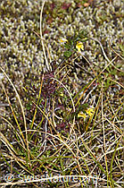 Zwerg-Augentrost (Euphrasia minima) (F314466)