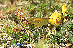 Postillon (Colias crocea) an Alpen-Hornklee (Lotus alpinus) (09.2025, F314508)