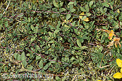 Alpen-Hornklee (Lotus alpinus) (F314511)