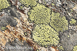 Gewöhnliche Landkartenflechte (Rhizocarpon geographicum) (09.2025, F314517)