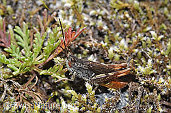 Brauner Grashüpfer (Chorthippus brunneus) (09.2025, F314531)