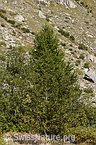 Europäische Lärche (Larix decidua) (09.2025, F314533)