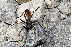 Podalonia alpina (Grabwespe) (F314535)