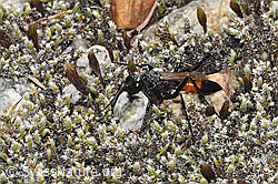 Podalonia alpina (Grabwespe) (F314537)