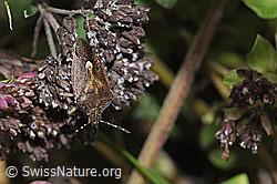 Beerenwanze (Dolycoris baccarum) auf Echtem Dost (Origanum vulgare) (F314821)