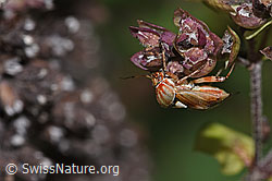 Gemeine Wiesenwanze (Lygus pratensis) auf Echtem Dost (Origanum vulgare) (F314824)