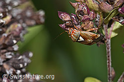 Gemeine Wiesenwanze (Lygus pratensis) auf Echtem Dost (Origanum vulgare) (F314826)
