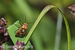 Gemeine Wiesenwanze (Lygus pratensis) (F314829)