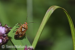 Gemeine Wiesenwanze (Lygus pratensis) (30.09.2025, F314830)