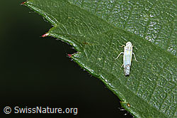 Brombeer-Blattzikade (Ribautiana debilis) (F314835)