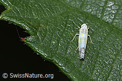 Brombeer-Blattzikade (Ribautiana debilis) (30.09.2025, F314841)