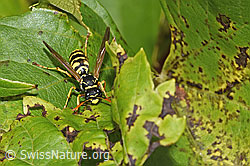 Französische Feldwespe (Polistes dominula) (F314852) Französische Feldwespe (Polistes dominula) (F314852)