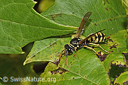 Französische Feldwespe (Polistes dominula) (F314853) Französische Feldwespe (Polistes dominula) (F314853)