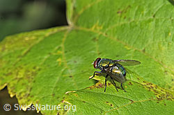 Neomyia cornicina (Fliege) (F314856) Neomyia cornicina (Fliege) (F314856)