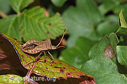 Grosse Randwanze (Coreus marginatus) (F314860)