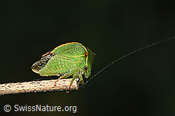 Büffelzikade (Stictocephala bisonia) (F314864) Büffelzikade (Stictocephala bisonia) (F314864)