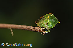 Büffelzikade (Stictocephala bisonia) (F314865) Büffelzikade (Stictocephala bisonia) (F314865)