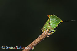 Büffelzikade (Stictocephala bisonia) (F314866) Büffelzikade (Stictocephala bisonia) (F314866)