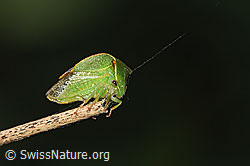 Büffelzikade (Stictocephala bisonia) (F314867) Büffelzikade (Stictocephala bisonia) (F314867)