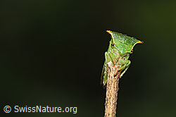 Büffelzikade (Stictocephala bisonia) (30.09.2025, F314869)