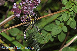 Wespenspinne (Argiope bruennichi) (F314875) Wespenspinne (Argiope bruennichi) (F314875)