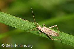 Glattköpfige Schmalwanze (Stenodema laevigata) (F314878)
