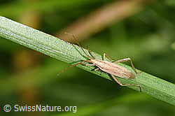 Glattköpfige Schmalwanze (Stenodema laevigata) (09.09.2025, F314880)