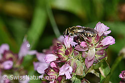 Dunkelgrüne Schmalbiene (Lasioglossum morio) auf Echtem Dost (Origanum vulgare) (F314881)
