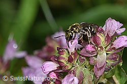 Dunkelgrüne Schmalbiene (Lasioglossum morio) auf Echtem Dost (Origanum vulgare) (F314883)