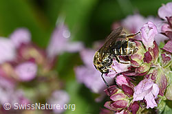 Dunkelgrüne Schmalbiene (Lasioglossum morio) auf Echtem Dost (Origanum vulgare) (F314884)