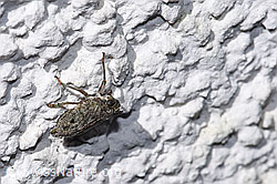 Echte Käferzikade (Issus coleoptratus) (F314891) Echte Käferzikade (Issus coleoptratus) (F314891)