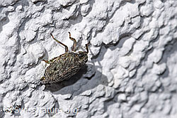 Echte Käferzikade (Issus coleoptratus) (F314893) Echte Käferzikade (Issus coleoptratus) (F314893)