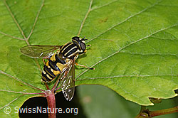 Gemeine Sumpfschwebfliege (Helophilus pendulus) (09.09.2025, F314899)