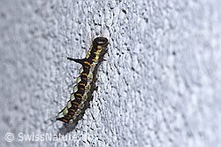 Pfeileule Raupe (Acronicta psi) (09.09.2025, F314915)