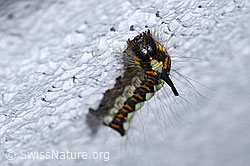 Pfeileule Raupe (Acronicta psi) (F314921) Pfeileule Raupe (Acronicta psi) (F314921)