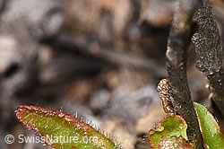 Wiesen-Dickkopfzikade (Anaceratagallia ribauti) (F315284)