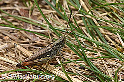 Verkannter Grashüpfer (Chorthippus mollis) (F315325)