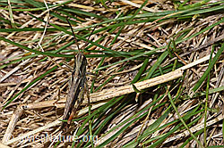 Verkannter Grashüpfer (Chorthippus mollis) (F315326)