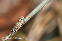 F315330: Kandelabergraszirpe (Arocephalus longiceps)