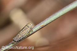 F315331: Kandelabergraszirpe (Arocephalus longiceps)