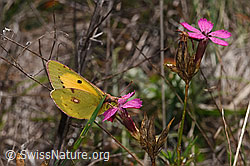 Postillon (Colias crocea) an Gewöhnlicher Kartäuser-Nelke (Dianthus carthusianorum) (F315340) Postillon (Colias crocea) an Gewöhnlicher Kartäuser-Nelke (Dianthus carthusianorum) (F315340)
