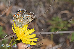 Hauhechelbläuling (Polyommatus icarus) auf Doldigem Habichtskraut (Hieracium umbellatum) (F315354) Hauhechelbläuling (Polyommatus icarus) auf Doldigem Habichtskraut (Hieracium umbellatum) (F315354)