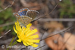 Hauhechelbläuling (Polyommatus icarus) auf Doldigem Habichtskraut (Hieracium umbellatum) (F315356) Hauhechelbläuling (Polyommatus icarus) auf Doldigem Habichtskraut (Hieracium umbellatum) (F315356)