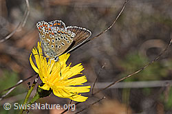 Hauhechelbläuling (Polyommatus icarus) auf Doldigem Habichtskraut (Hieracium umbellatum) (F315357) Hauhechelbläuling (Polyommatus icarus) auf Doldigem Habichtskraut (Hieracium umbellatum) (F315357)