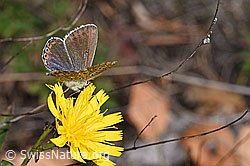 Hauhechelbläuling (Polyommatus icarus) auf Doldigem Habichtskraut (Hieracium umbellatum) (F315359) Hauhechelbläuling (Polyommatus icarus) auf Doldigem Habichtskraut (Hieracium umbellatum) (F315359)